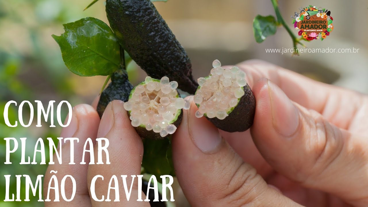 Como plantar limão caviar em vaso