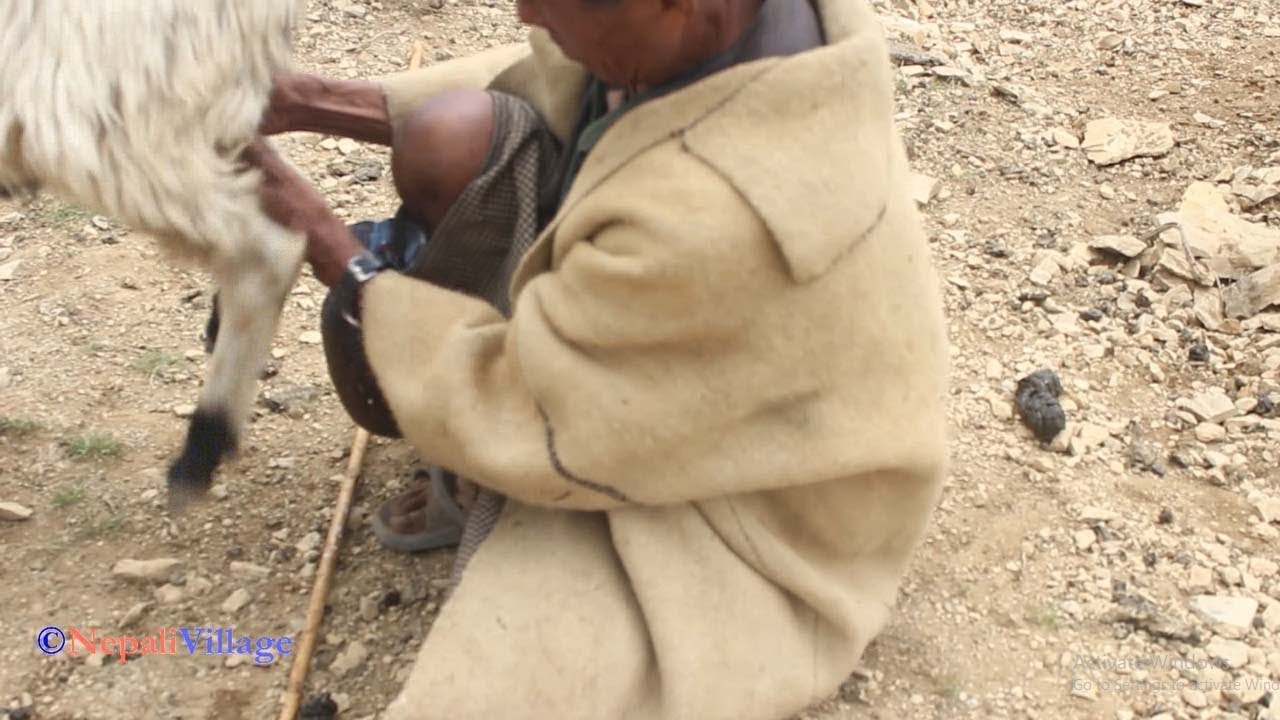 Documentary of farming sheep in Mountain region  ll documentary based on shepherd life