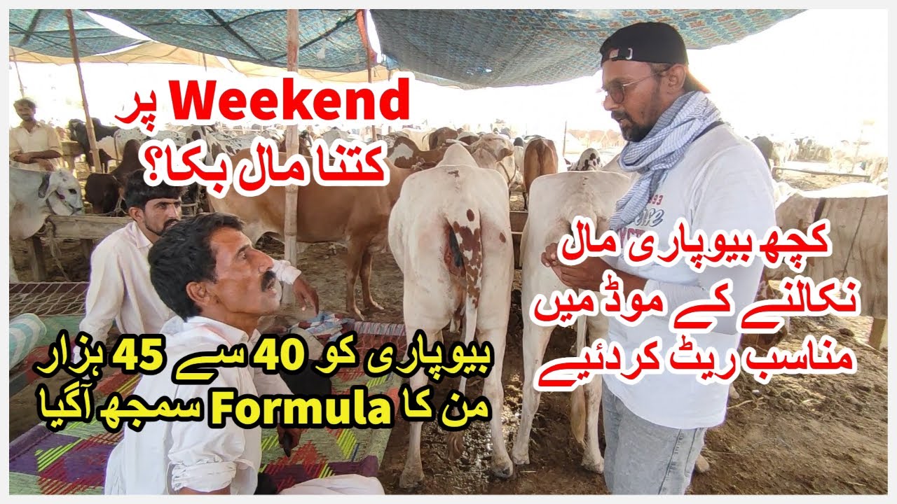 Kuch Beopari Maal Nikalne K Mood Mai. After Weekend Ab Rate Kaisay? Northern Bypass Mandi 2023.