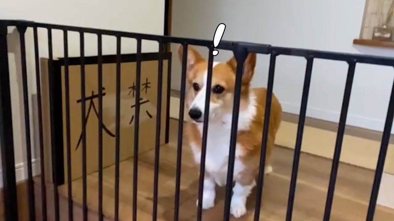 久しぶりの長男との再会に恥ずかしくてモジモジするコーギー犬