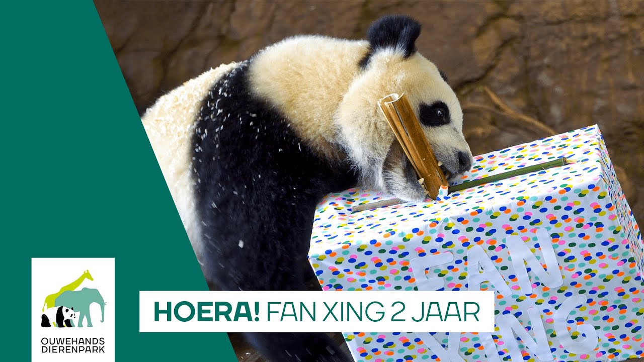 🐼 REUZENPANDA FAN XING 2 JAAR
