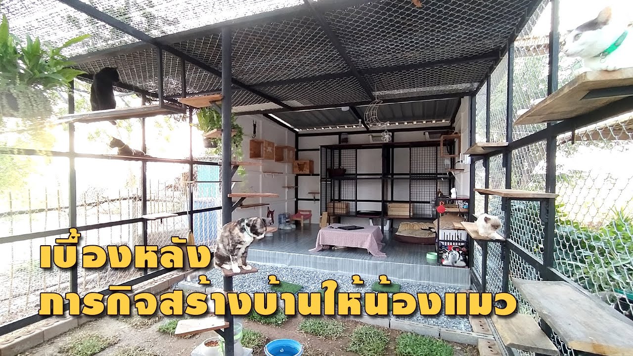 เบื้องหลังภารกิจสร้างบ้านให้น้องแมว หลังใหญ่ งบ 60000