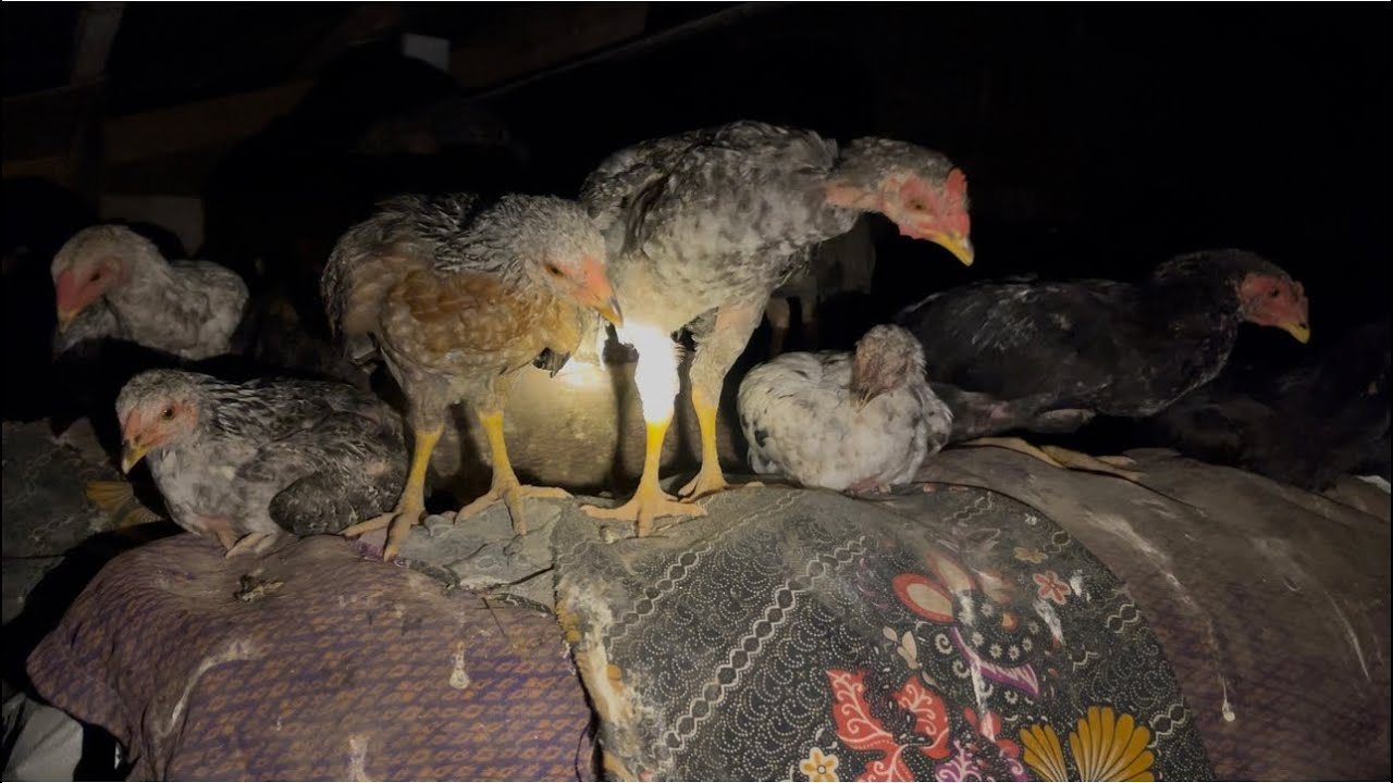 Chicken thief caught on camera