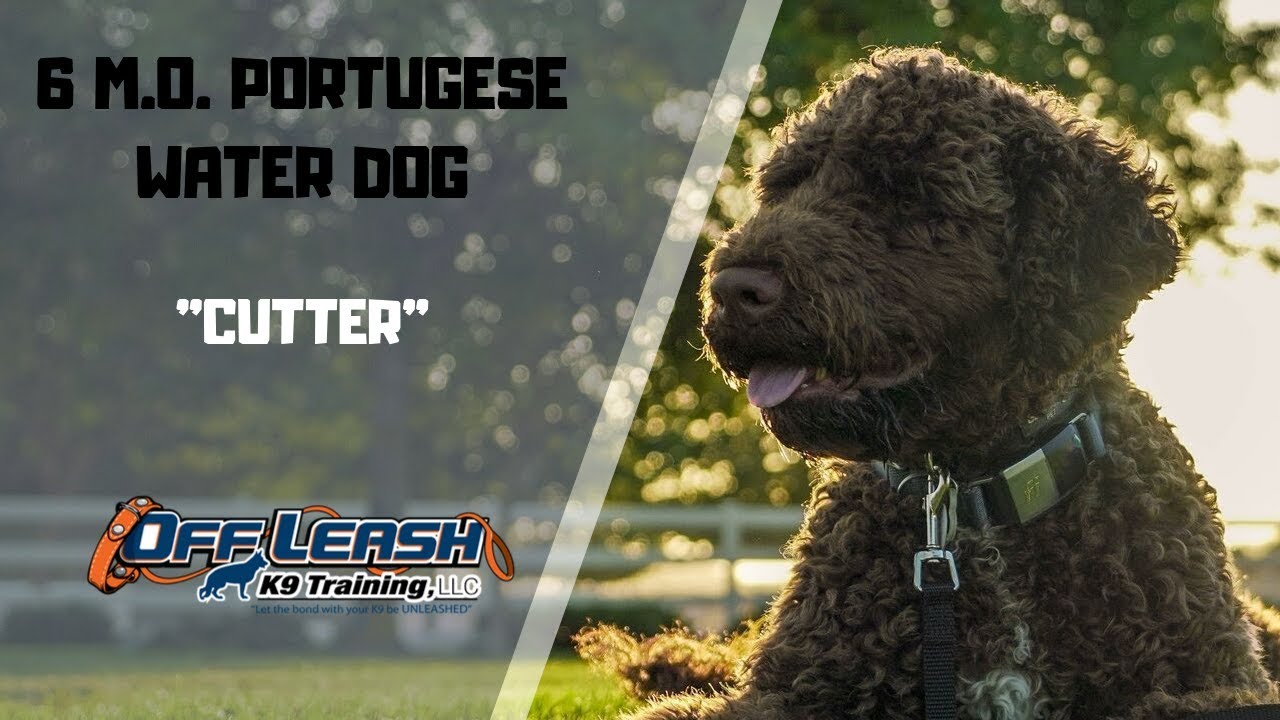 🐶🦮Sacramento Dog Trainers / California Dog Trainers🦮🐶