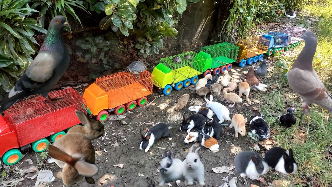 Mantull ❗️Truk Gandeng Angkut Kelinci Lucu Bebek Kura - Kura Burung Dara Dan Marmut