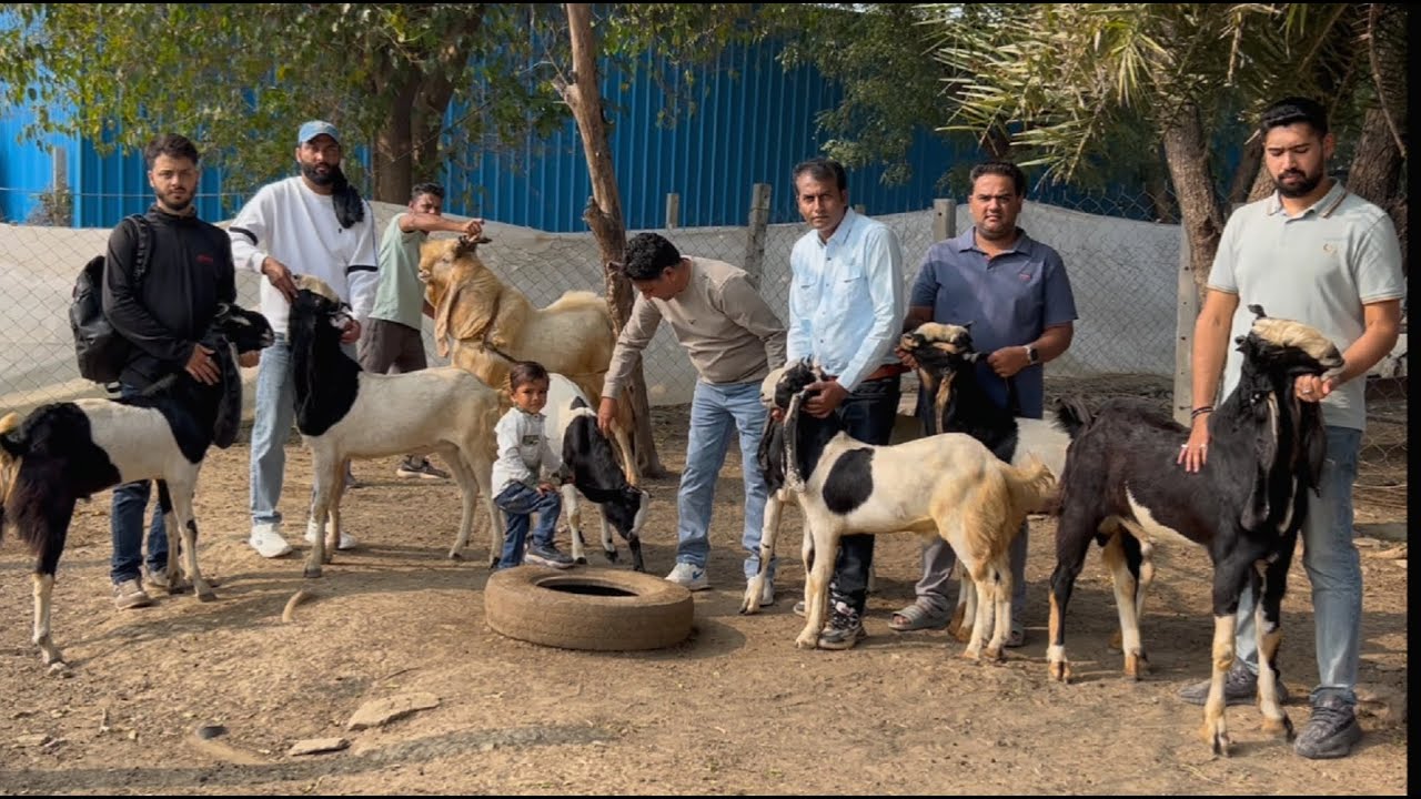 Indian Kapla Kota Rare Breed in Kota Jungle Dugari Goat Farm Jaat Nasal with Kota Empire by AV.
