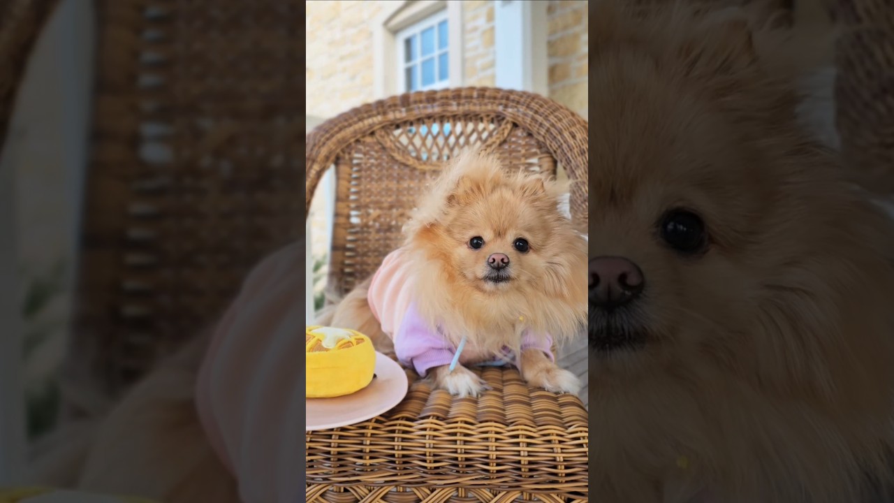 ☕️🐶Завтрак с тобой — идеальный способ начать мой день!☕️🩷 