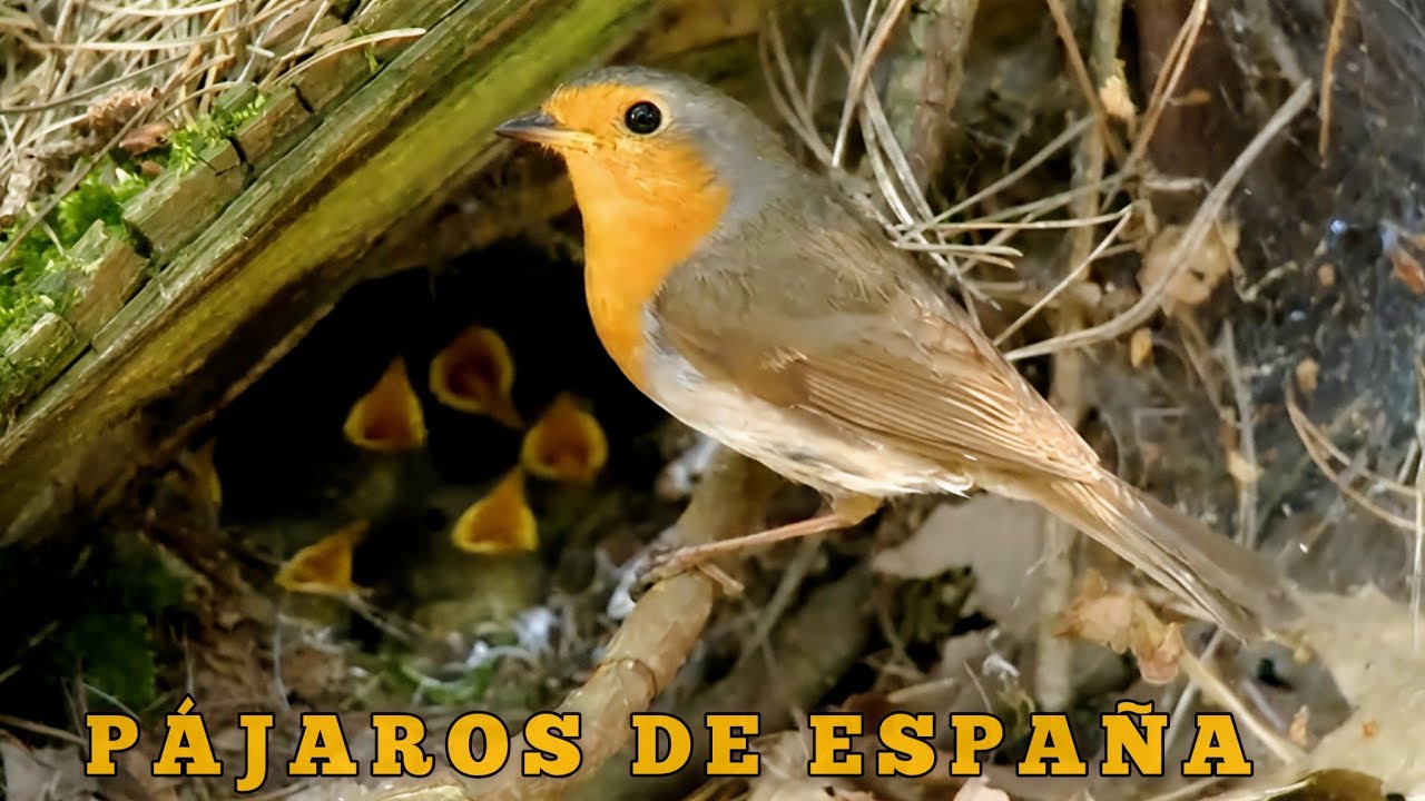 10 PÁJAROS de ESPAÑA que DEBES CONOCER Nombres, Cantos y Nidos | Cap. 3
