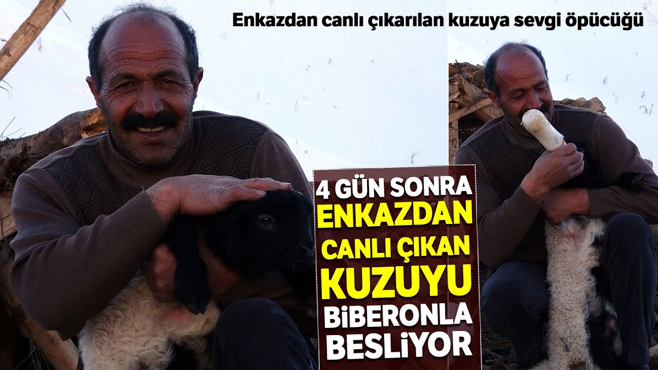 Enkazdan 4 G&uuml;n Sonra Canlı &Ccedil;ıkarılan Kuzuya Sevgi &Ouml;p&uuml;c&uuml;ğ&uuml;