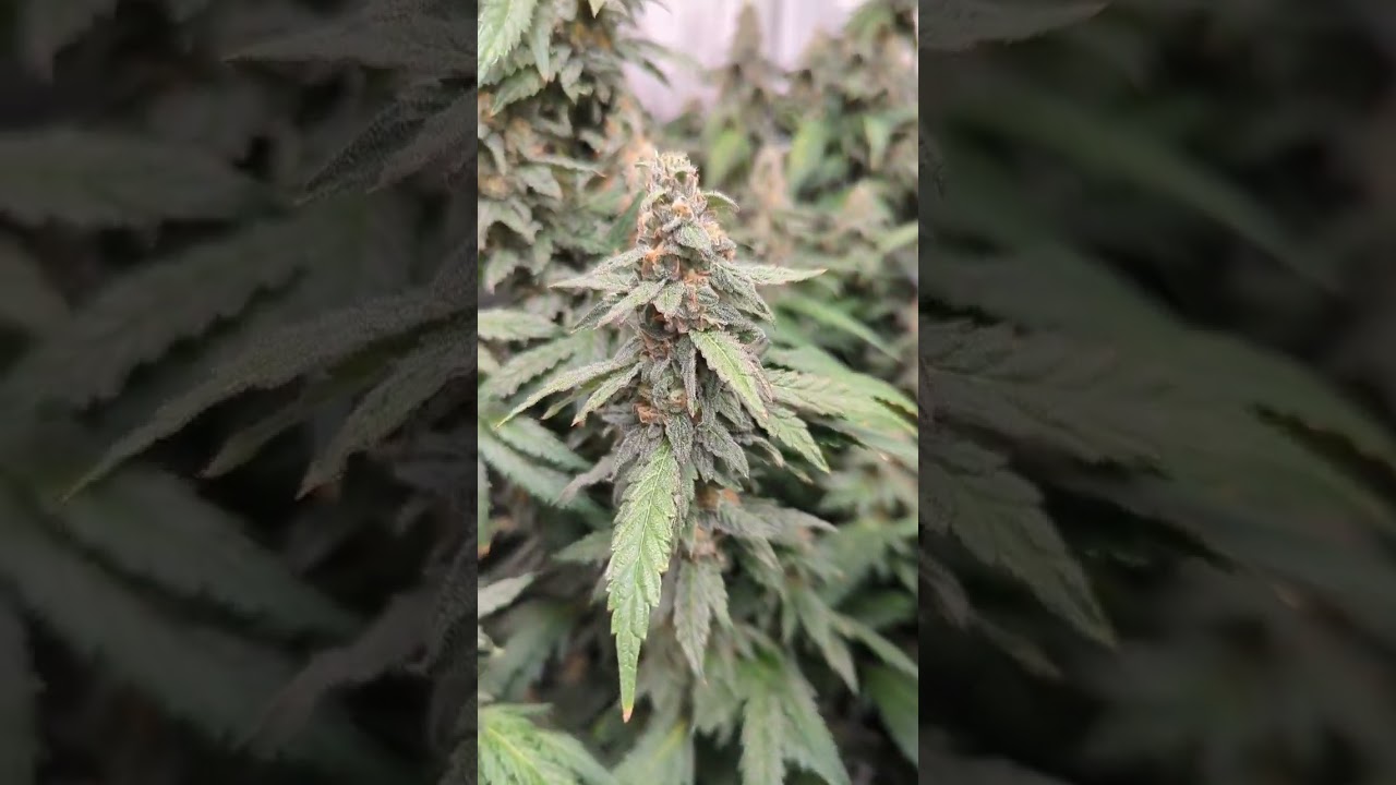 McFritter- Mac 1 x Apple Fritter -Elev8Seeds  Maxsisun 250 Watt