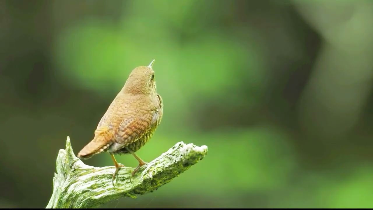 Eurasian Wren Song: Tiny Bird, Mighty Voice &ndash; Mimicry & Mystery