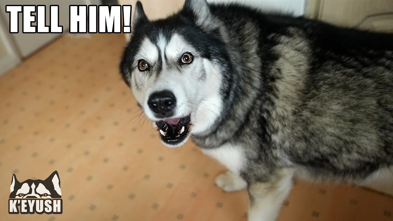 Bossy Husky Stomped Paws & Made His Demands!