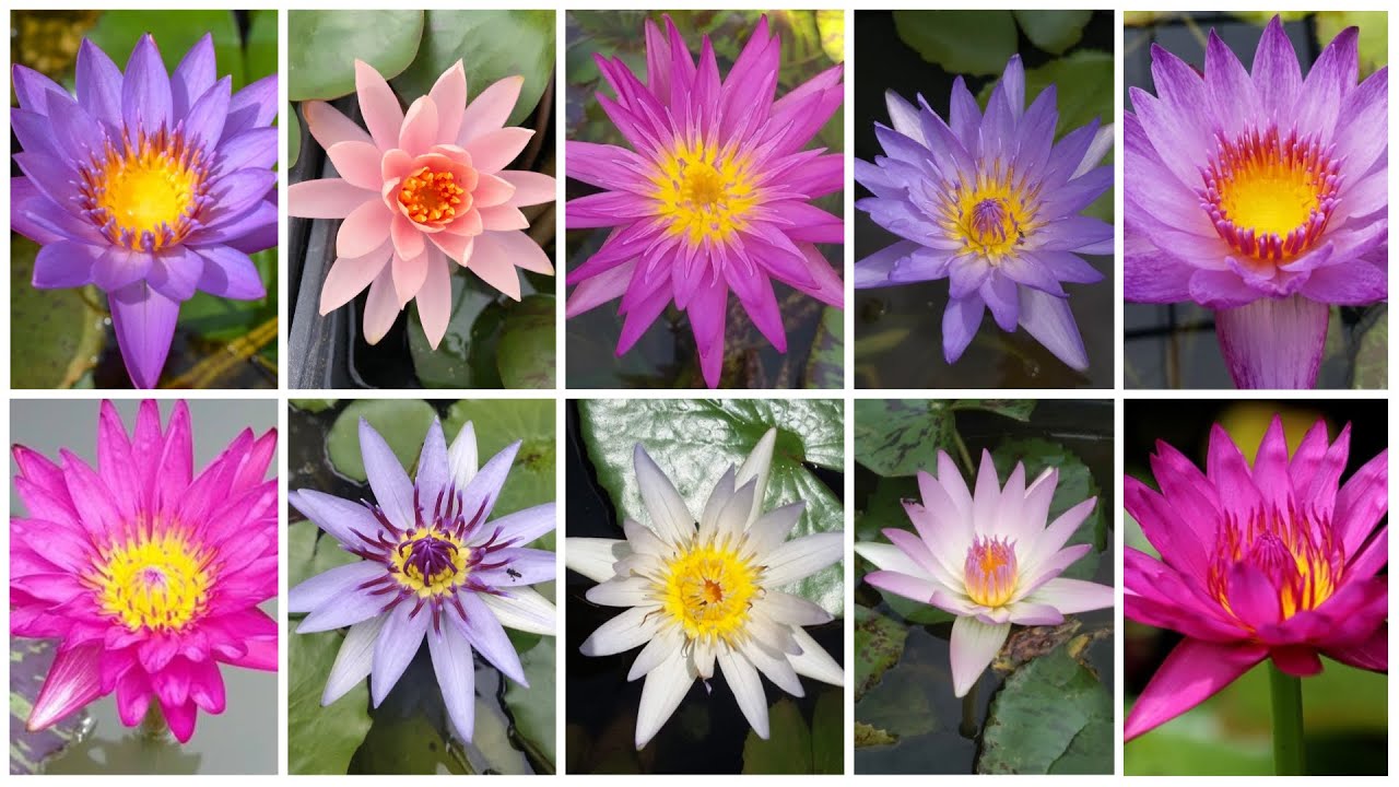 DIFFERENT TYPES OF WATER LILY | DIFFERENT NAMES OF WATER LILY | PART 1