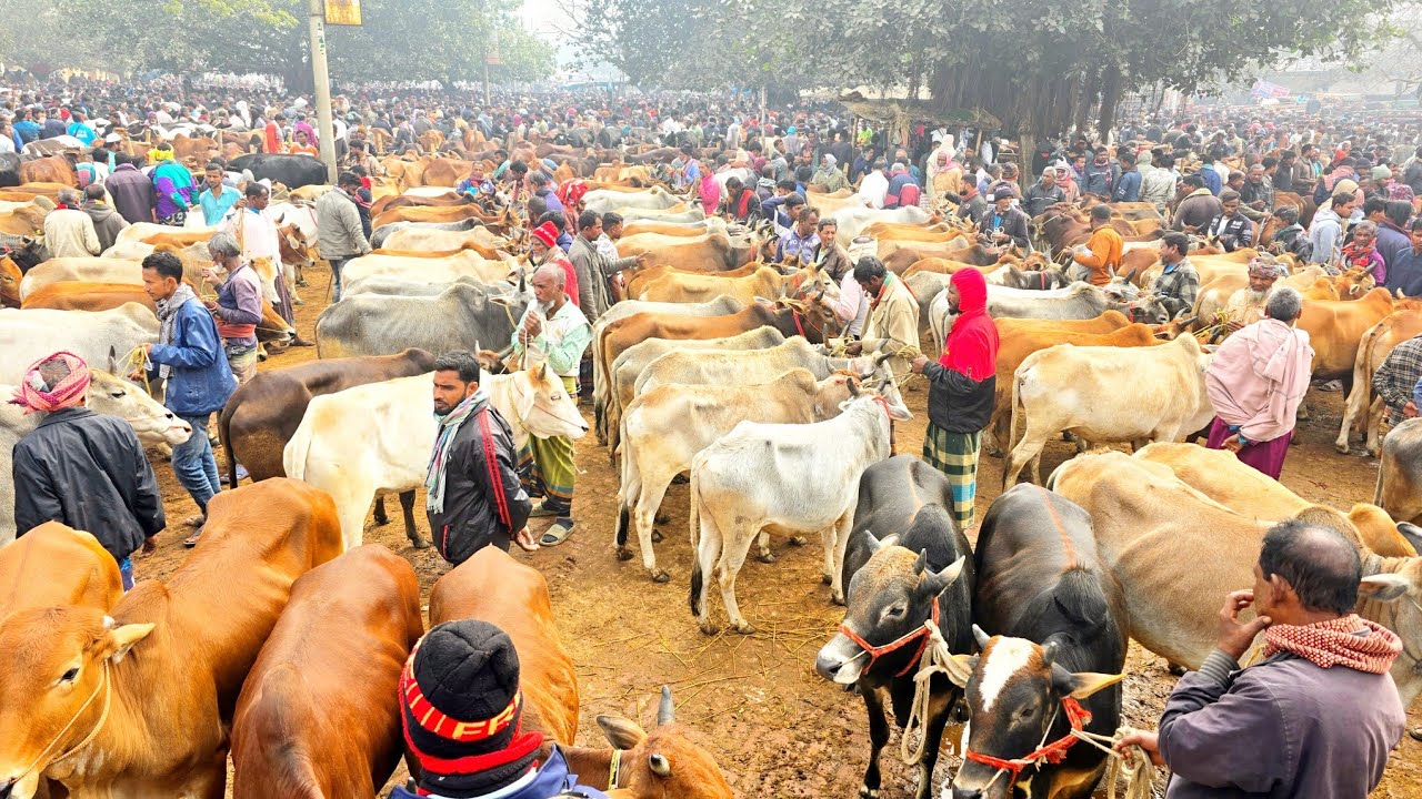 ১৩/২/২৬/বর্ডার এলাকারহাট থেকে পানির দামে বলদ গরু কিনতে পাওয়া যাচ্ছে, একেবারেই মিথ্যা কথা।