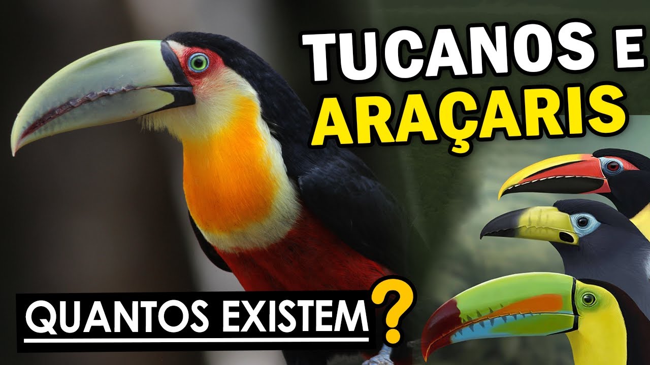 TUCANOS e ARAÇARIS do BRASIL - Quantos existem? Tucanos nas cidades? Eles atacam passarinhos?