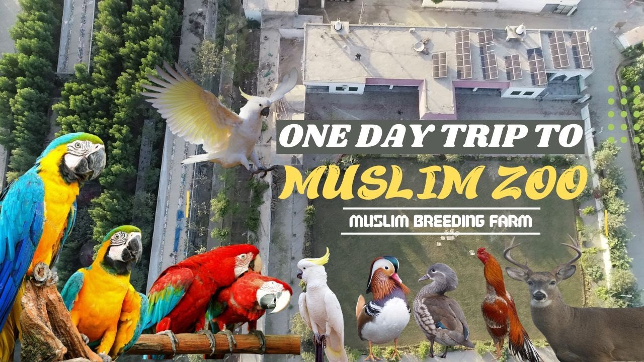 Complete Zoo Walking Tour | Wildlife Park In Pakistan | Muslim Breeding Farm