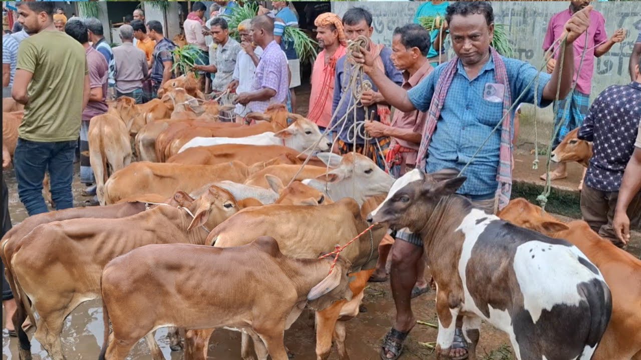 @আজ ৮/৮/২৫ | সবচেয়ে ছোট ছোট ষাঁড় ও বকনা বাছুর বাছুর গরুর দাম | আমবাড়ী হাট 
