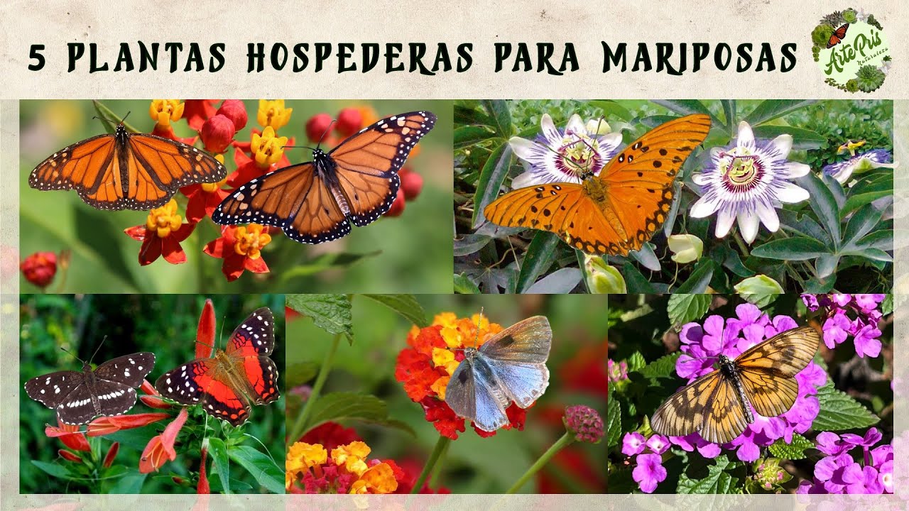 5 PLANTAS HOSPEDERAS para MARIPOSAS 🦋