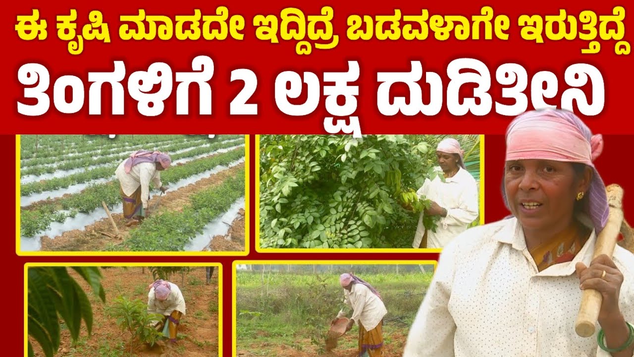 ಈ ಕೃಷಿ ಮಾಡದೇ ಇದ್ದಿದ್ರೆ ಬಡವಳಾಗೇ ಇರುತ್ತಿದ್ದೆ |success story