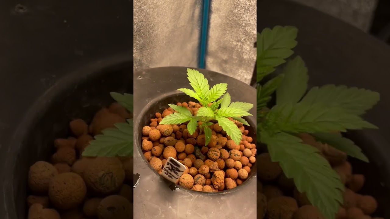 CX horticulture Regen-A-Root poppin them roots on Strawberry OG dwc