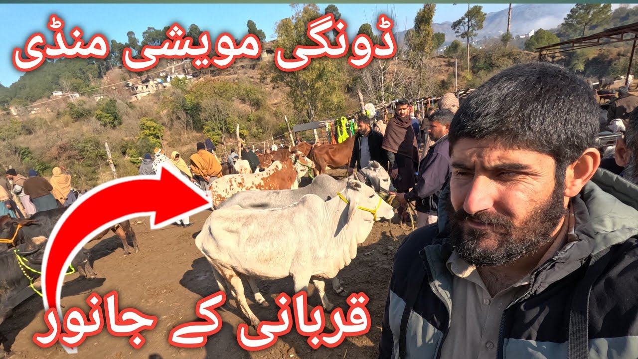 Latest animal price from the largest animal market of AJK 19 fab 2026 #cattlemarket 