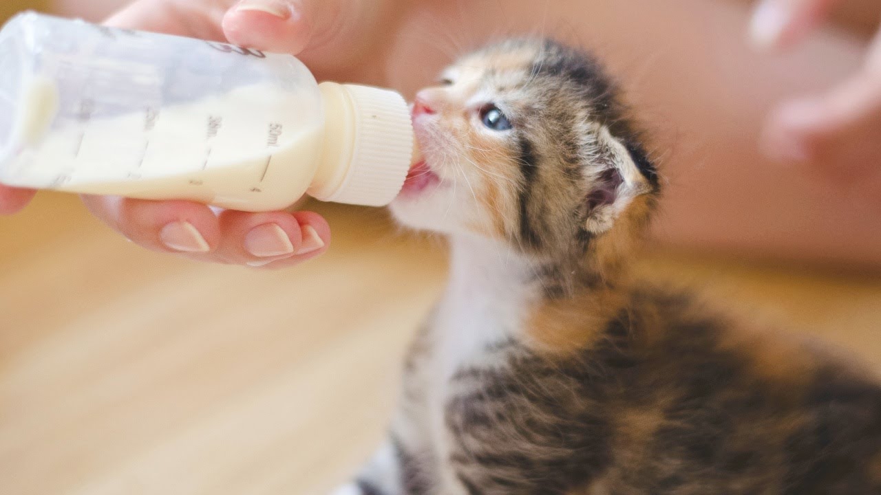 How  To Make Homemade Kitten Milk Replacer