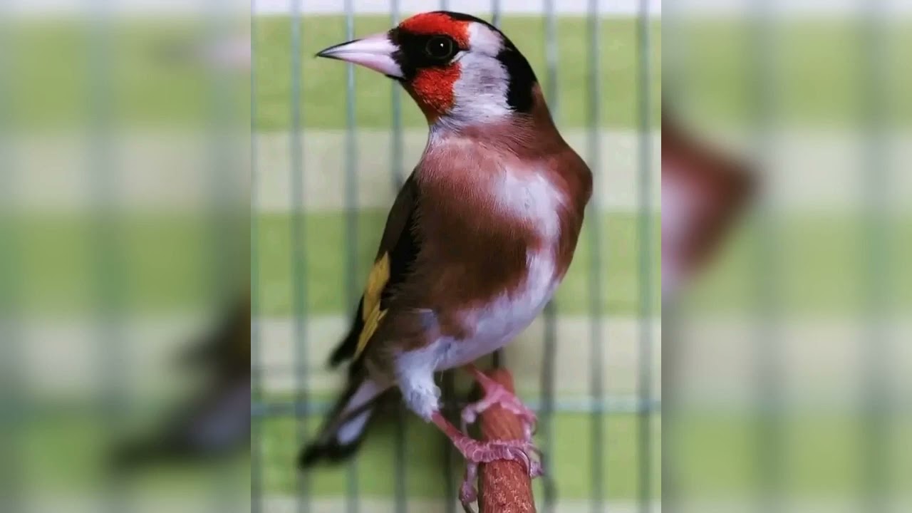 تغريد باينام روعة الله يبارك تحية لاصحاب الارشيف .بصحتكم خاوتي