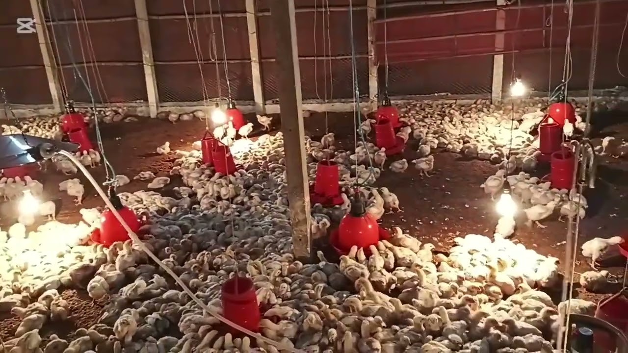 আমান এ গ্রেড রস 308 বয়লার মুরগির বাচ্চা, বয়স 13 দিন, এবং এই 13 তম দিনে যা কিছু করা হলো,