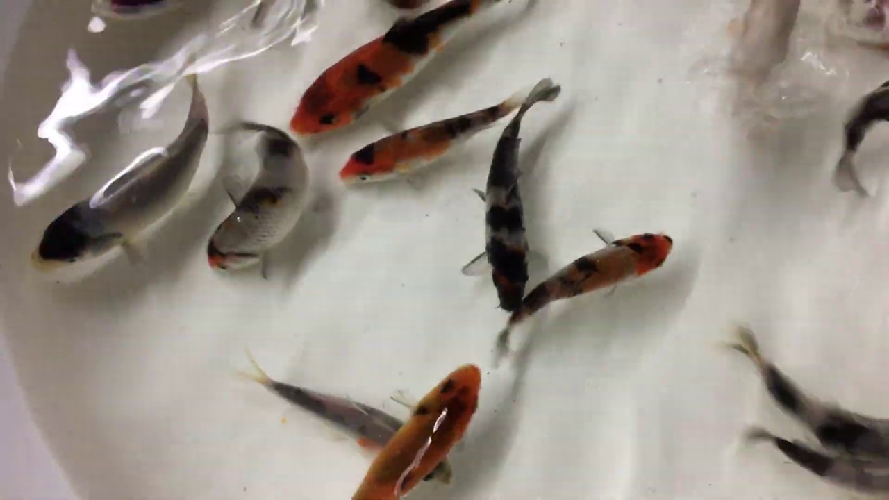 Koizucht 2019, Showa 8-12cm, Stock: ca. 600 St&uuml;ck