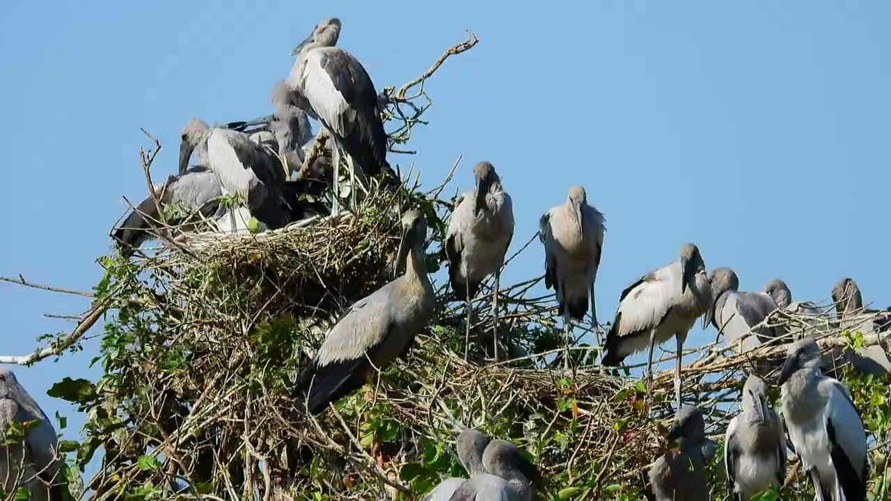 Amazing 😻 Bird Avian Communities Of Flooded Forest Areas 058