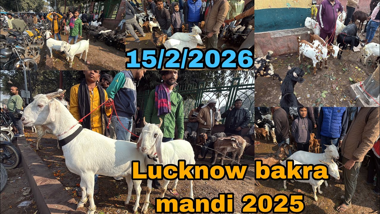 Lucknow निंबू पार्क बकरा मंडी | 15/2/2026 | sunday bakra mandi | mandi rate | live sauda 