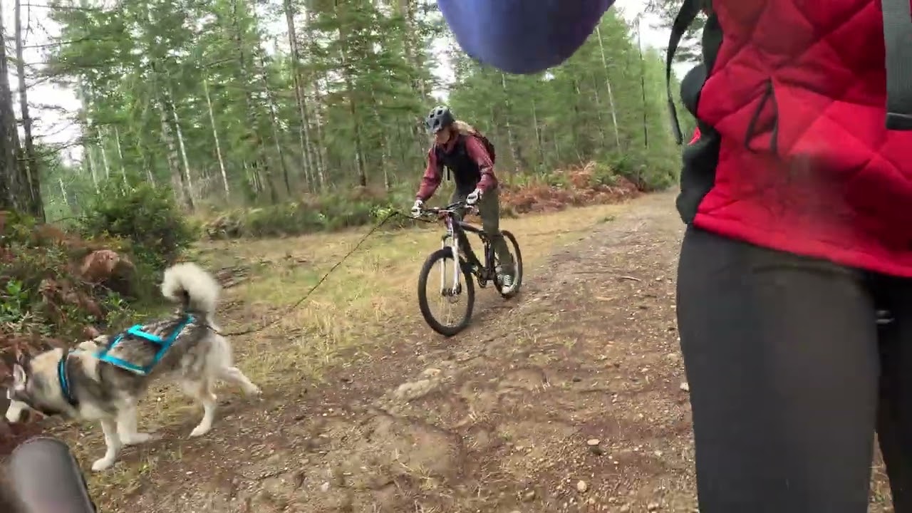Balto's First Bikejor
