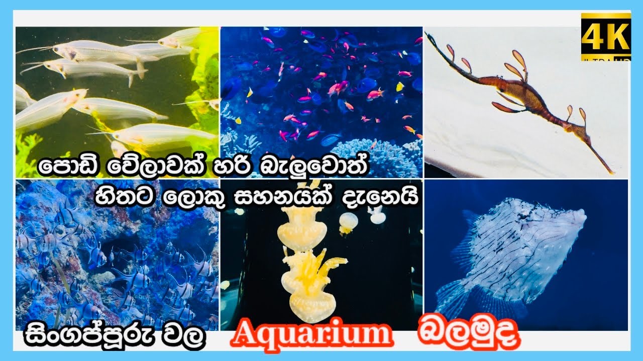 Singapore Aquarium😍 මින් මැදුරක් බලන්න යමු සිංගප්පූරු  වල🐡🐠🐟