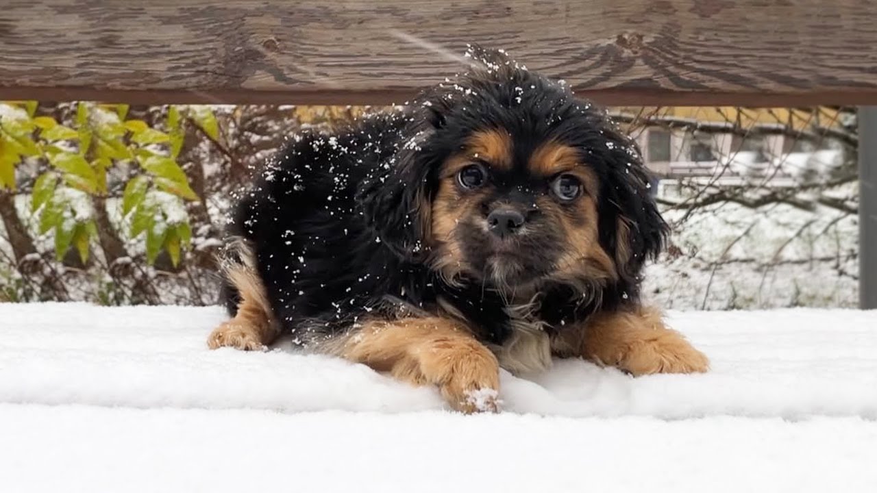 He Was Found Shivering in Snow Barely Able to Move and Extremely Weak