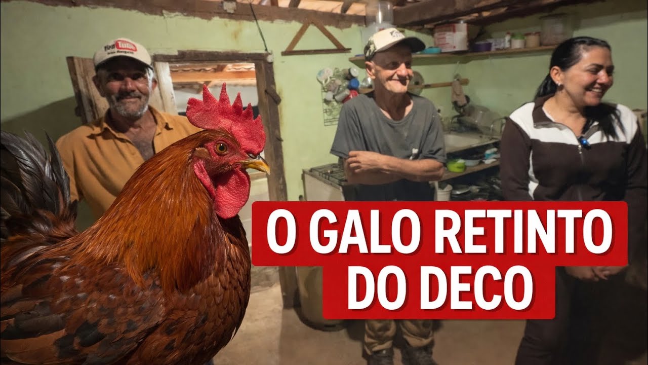 DECO PEGOU O GALO NA VOLTA DA VACA🤔🤔