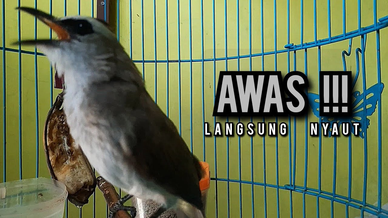 trucukan gacor ROPEL PANJANG buat pancingan trucukan agar bunyi JADIKAN burung trucuk gacor EMOSI