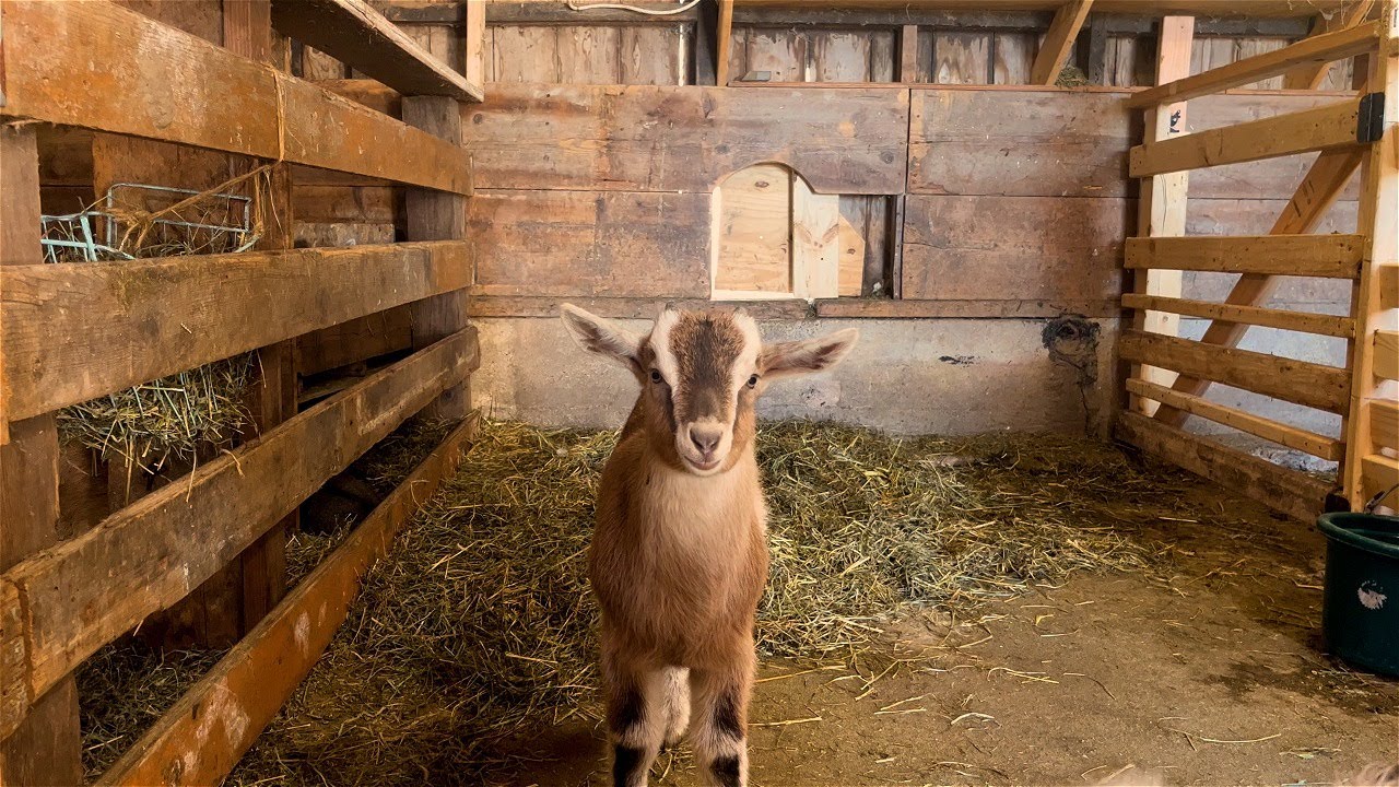 [5] Day on the Farm: Spring