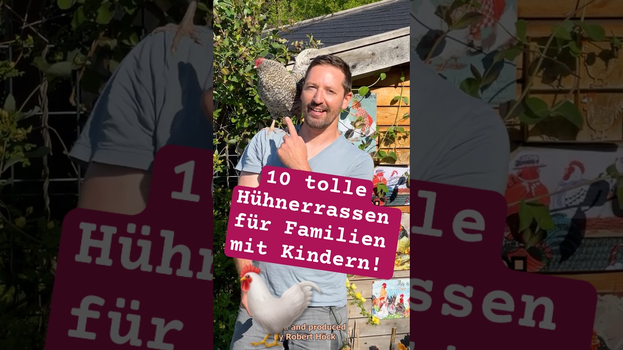 10 familienfreundliche H&uuml;hnerrassen von Chabo und Wyandotte bis Brahma, Zwerg-Cochin und Amrocks