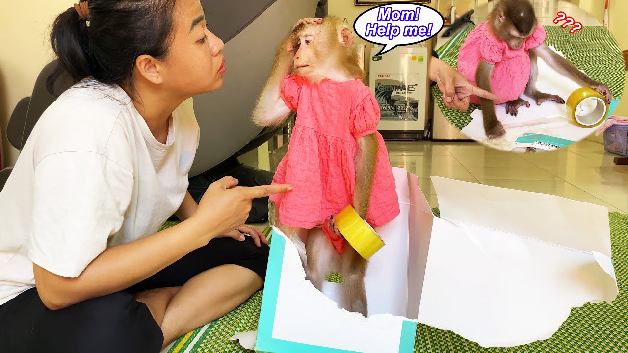 Monkey Lyly was so quick-witted that she fixed her broken box, making her mother laugh.