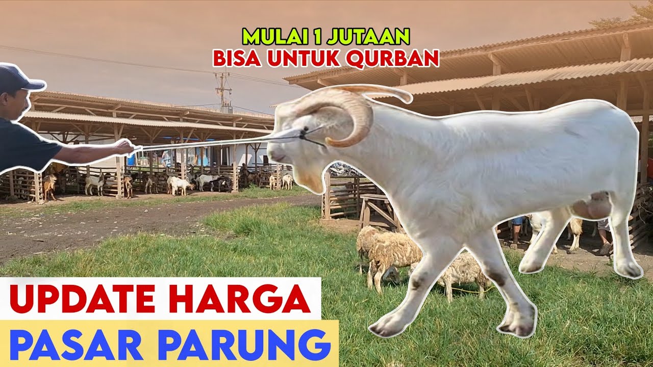 UPDATE HARGA KAMBING DOMBA DI PASAR PARUNG HARI INI