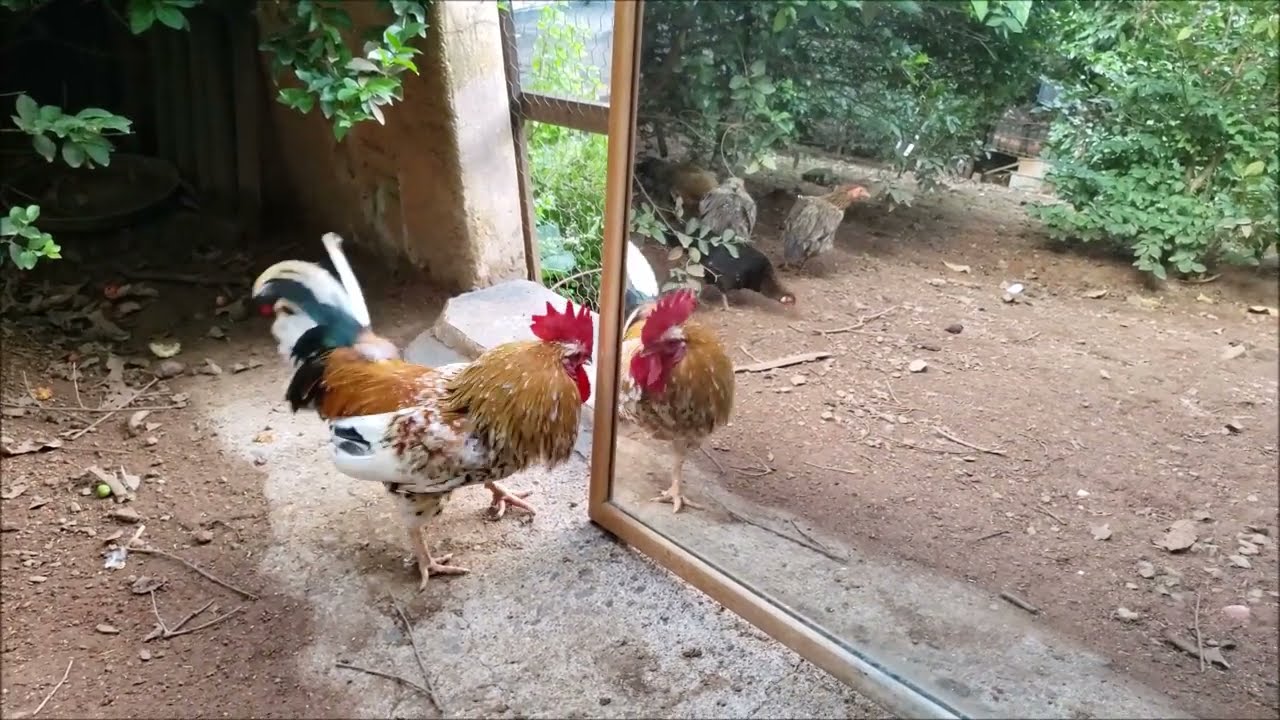 Reação de um GaIo ao ver seu Reflexo