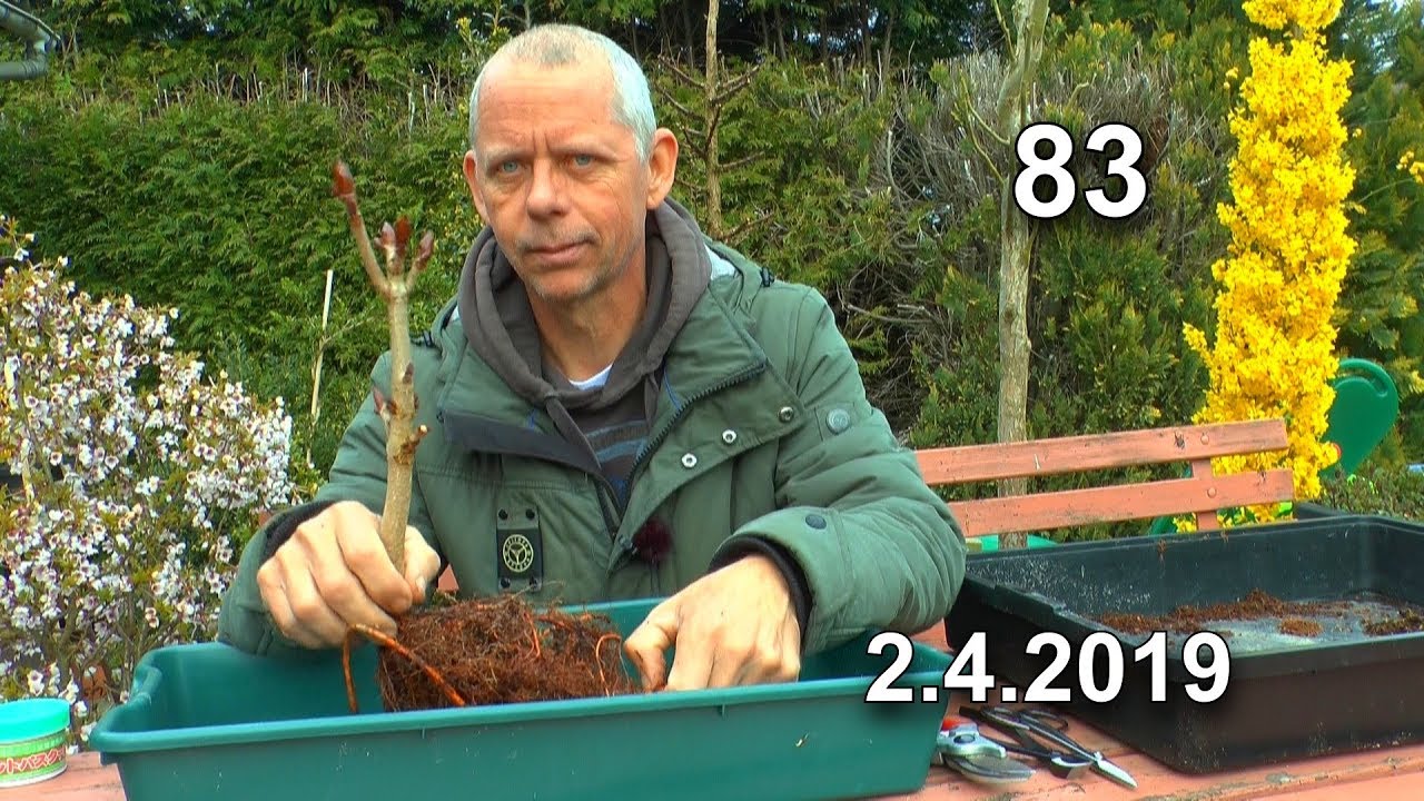 Kastanie umpflanzen, auch Bonsai / Apfelbeere bekommt Blüten. Alles über Bäume im Topf