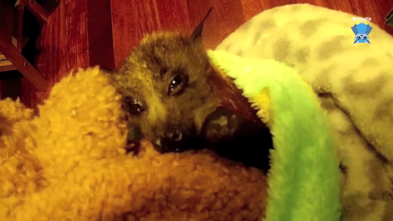 Injured juvenile flying-fox in care:  this is Gene in the first 24 hours