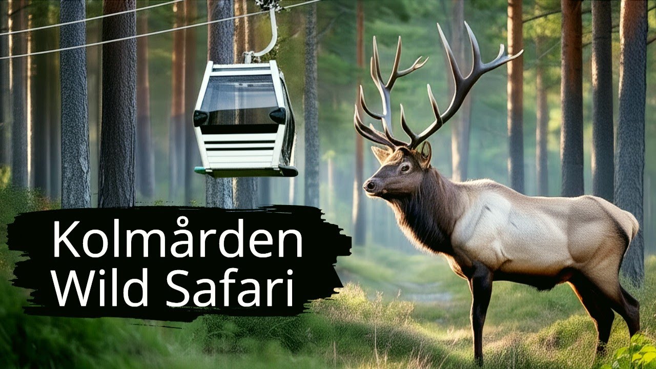 What Makes Cable Car Rides Over Swedish Wilderness SO EXCITING?