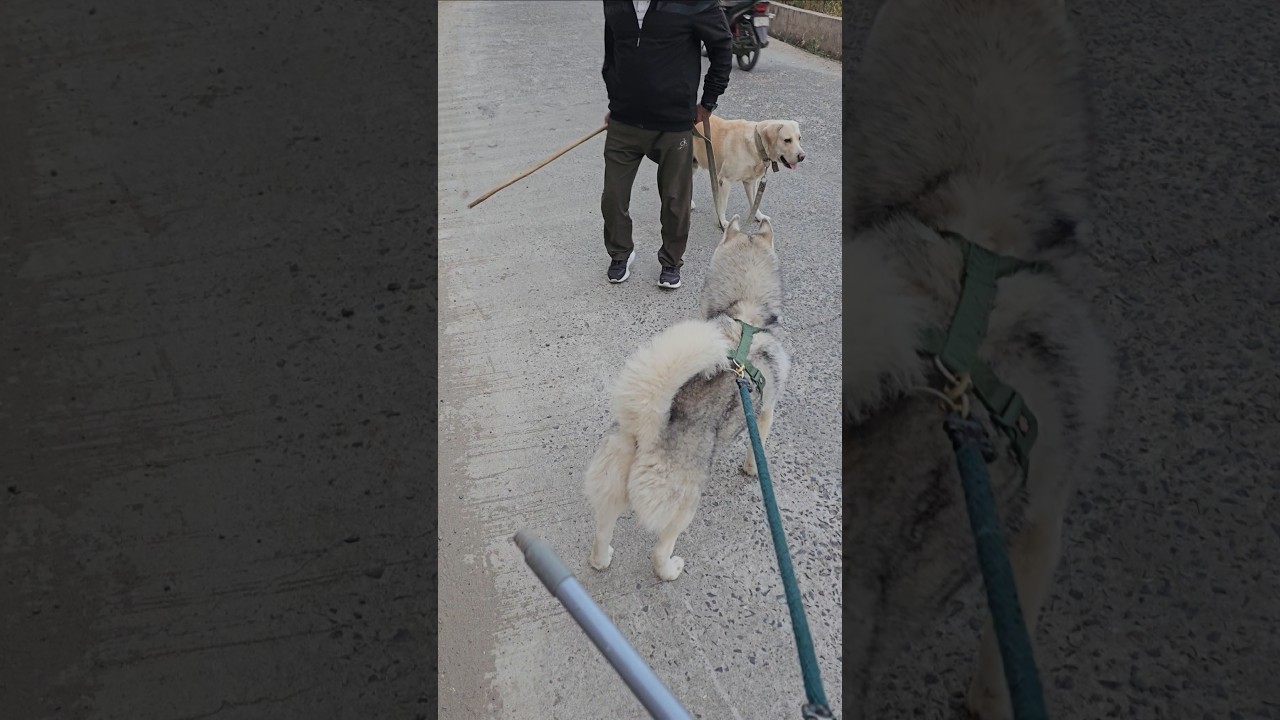 Husky vs Labrador #siberianhusky #labrador #dogs #funny #youtube #ytshots #funnyshorts