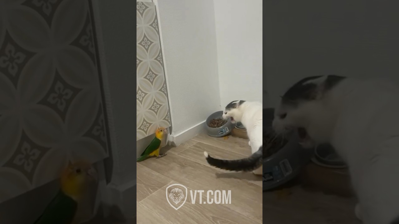 Parrot Steals Cat&rsquo;s Dinner in the Funniest Showdown!