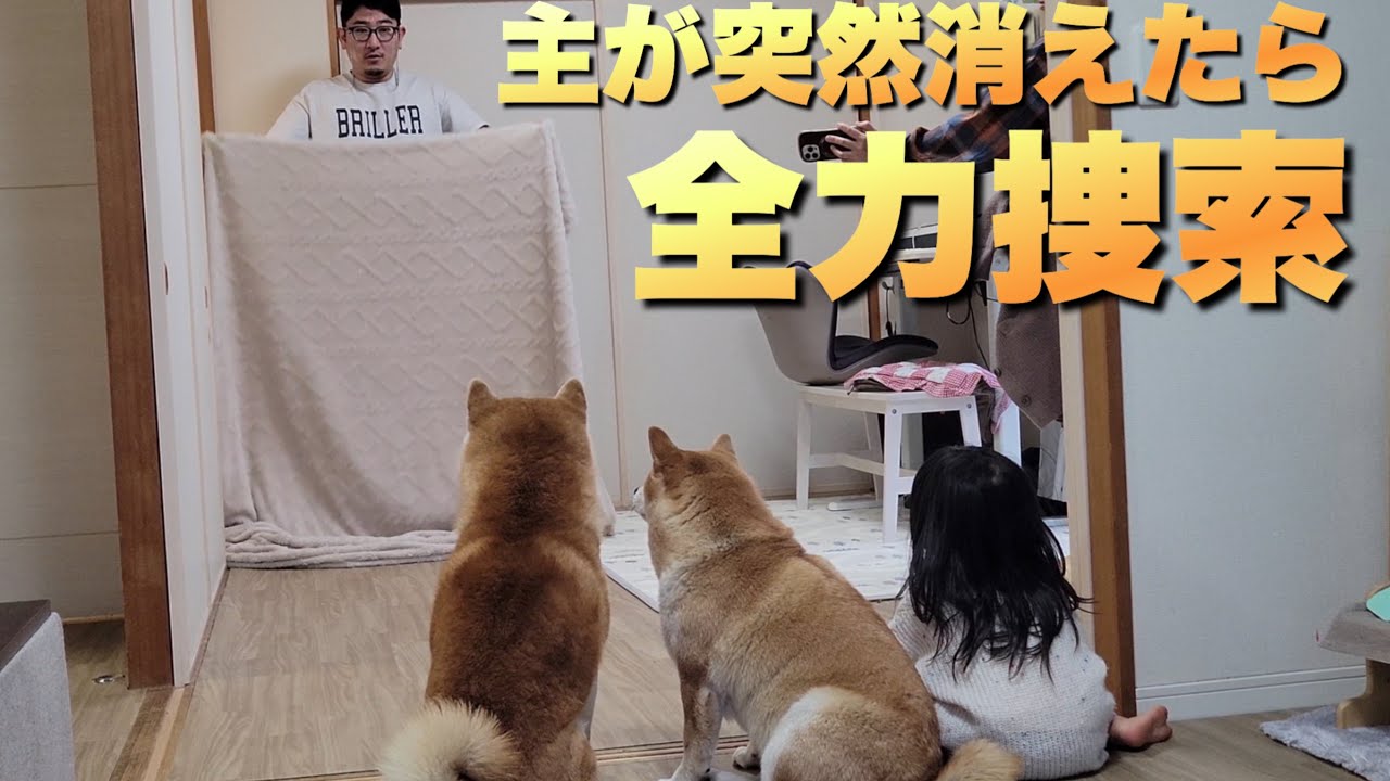 主が目の前で突然消えたら…２歳児娘＆柴犬たちの全力捜索が可愛い