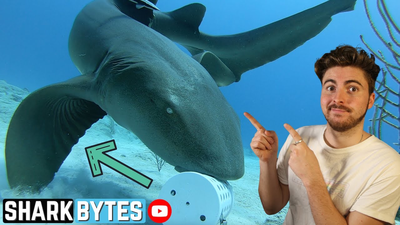 CRAZY Nurse Shark Feeding Behaviours (My Research!)