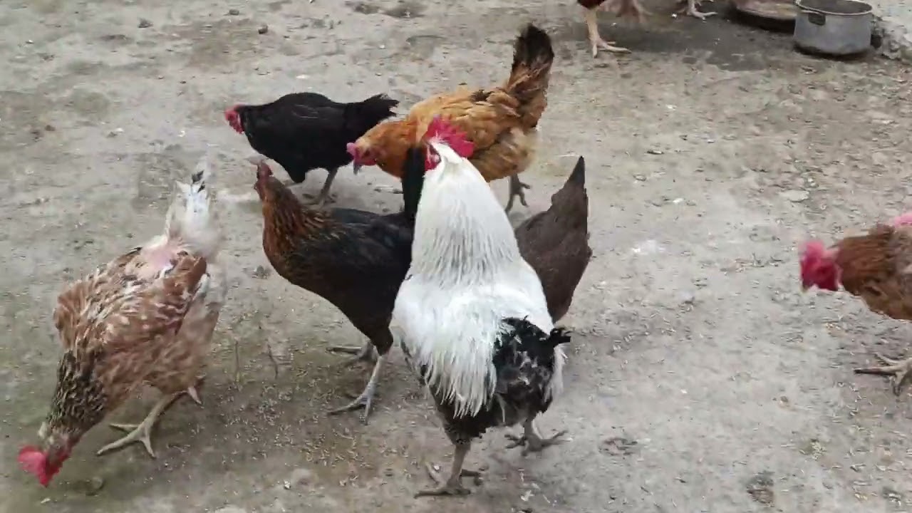 #relaxing #relaxation #reels #recipe #chicken #birds #rooster #viral #vlog #vlogs #vlogger #pets