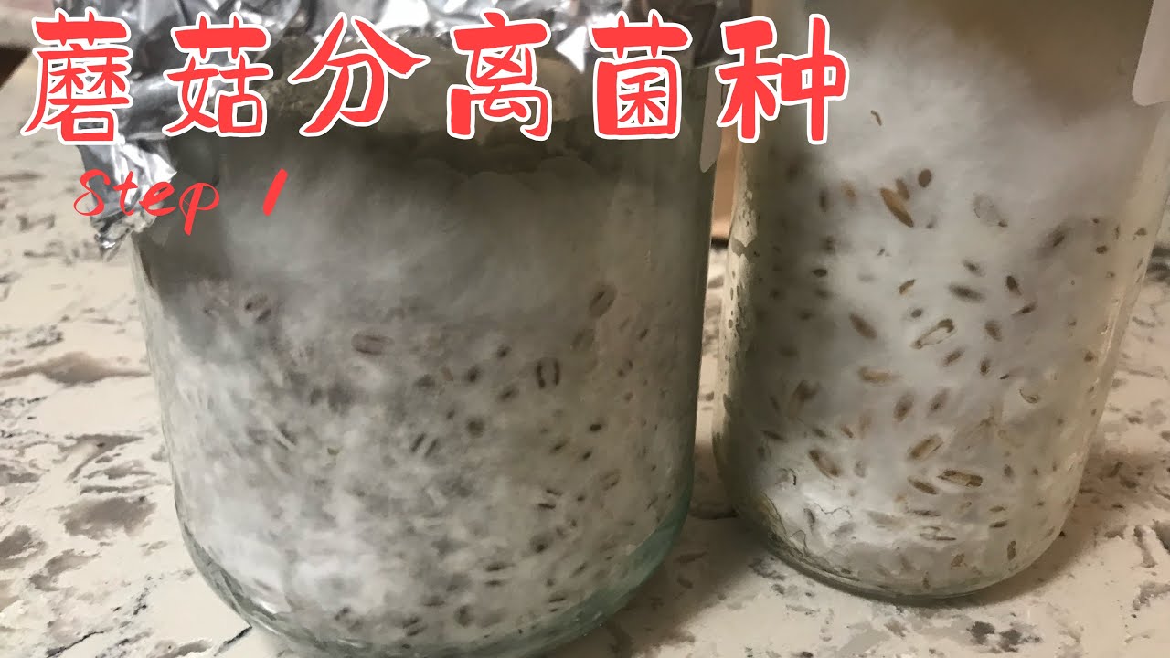 蘑菇分离菌种 Step 1 # 美国Oregon 后院种植分享 # 日常生活点滴https://youtube.com/@yanhuang6825